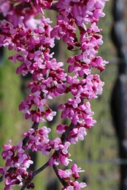 Traveller Weeping Redbud Tree - 7 Gallon Pot -Plant Serie Store cercis canadensis travelers pink weeping redbud 7