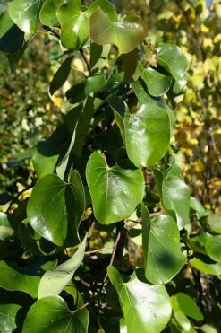 Traveller Weeping Redbud Tree - 7 Gallon Pot -Plant Serie Store cercis canadensis travelers pink weeping redbud 8