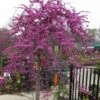 Traveller Weeping Redbud Tree - 7 Gallon Pot -Plant Serie Store cercis canadensis travellers pink weeping redbud 3