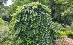 Traveller Weeping Redbud Tree - 7 Gallon Pot -Plant Serie Store cercis canadensis travellers pink weeping redbud 4