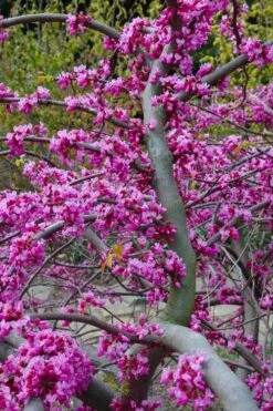Traveller Weeping Redbud Tree - 7 Gallon Pot -Plant Serie Store cercis canadensis travellers pink weeping redbud 5
