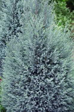 Blue Surprise Lawson Cypress (Chamaecyparis Lawsoniana) - 2 Gallon Pot 11 Blue Surprise Lawson Cypress (Chamaecyparis Lawsoniana) - 2 Gallon Pot -Plant Serie Store chamaecyparis lawsoniana blue surprise lawson cypress 11