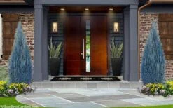 Blue Surprise Lawson Cypress (Chamaecyparis Lawsoniana) - 2 Gallon Pot 10 Blue Surprise Lawson Cypress (Chamaecyparis Lawsoniana) - 2 Gallon Pot -Plant Serie Store chamaecyparis lawsoniana blue surprise lawson cypress 12