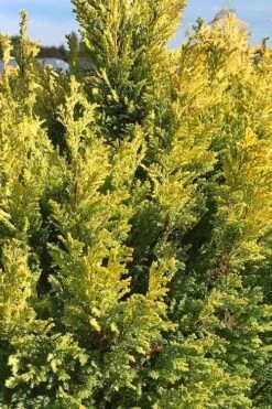 Golden Surprise Lawson Cypress - 2 Gallon Pot -Plant Serie Store chamaecyparis lawsoniana golden surprise lawson cypress 5