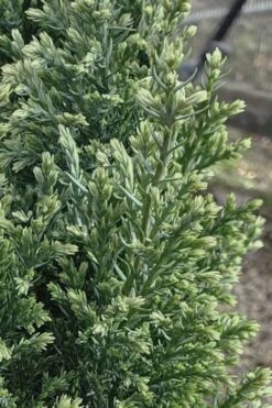 Snow White Lawson's Cypress (Chamaecyparis Lawsoniana) - 3 Gallon Pot -Plant Serie Store chamaecyparis obtusa blue feathers hinoki cypress 3 1