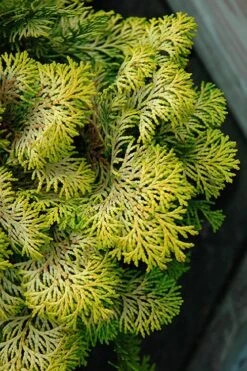 Confucius Golden Hinoki Cypress (Chamaecyparis Obtusa) - 3 Gallon Pot -Plant Serie Store chamaecyparis obtusa confucius golden hinoki cypress 1
