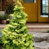 Confucius Golden Hinoki Cypress (Chamaecyparis Obtusa) - 3 Gallon Pot -Plant Serie Store chamaecyparis obtusa confucius golden hinoki cypress 3