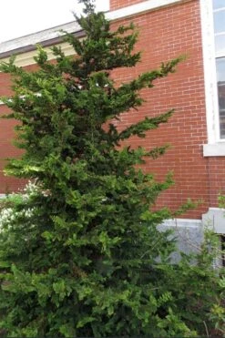 Fernspray Hinoki Cypress - 1 Gallon Pot