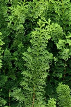 Fernspray Hinoki Cypress - 3 Gallon Pot -Plant Serie Store chamaecyparis obtusa filicoides fernspray hinoki cypress 2
