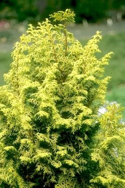 Spirited Golden Hinoki Cypress - 1 Gallon Pot -Plant Serie Store chamaecyparis obtusa spirited hinoki cypress 1