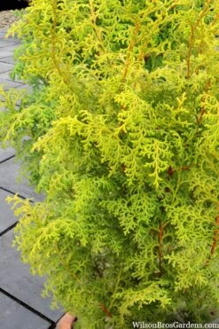 Spirited Golden Hinoki Cypress - 1 Gallon Pot -Plant Serie Store chamaecyparis obtusa spirited hinoki cypress 2