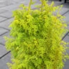 Spirited Golden Hinoki Cypress - 1 Gallon Pot -Plant Serie Store chamaecyparis obtusa spirited hinoki cypress 3