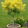 Dwarf Golden Threadleaf Cypress (Single Trunk Topiary Tree) - 6 Gallon Pot -Plant Serie Store chamaecyparis pisifera filifera aurea nana dwarf golden sawara cypress tree 1