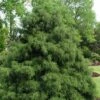 Green Thread Cypress (Chamaecyparis Pisifera Filifera) - 3 Gallon Pot -Plant Serie Store chamaecyparis pisifera filifera green thread cypress 1