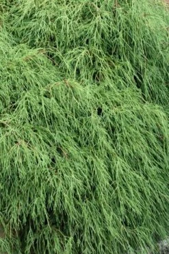 Green Thread Cypress (Chamaecyparis Pisifera Filifera) - 3 Gallon Pot 10 Green Thread Cypress (Chamaecyparis Pisifera Filifera) - 3 Gallon Pot -Plant Serie Store chamaecyparis pisifera filifera green thread cypress 3