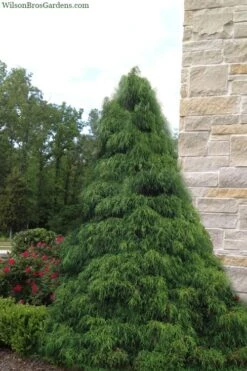Green Thread Cypress (Chamaecyparis Pisifera Filifera) - 3 Gallon Pot 11 Green Thread Cypress (Chamaecyparis Pisifera Filifera) - 3 Gallon Pot -Plant Serie Store chamaecyparis pisifera filifera green thread cypress 4