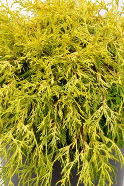 Gold Mop Threadleaf Cypress Tree (Standard Topiary) - 5 Gallon Pot -Plant Serie Store chamaecyparis pisifera gold mop single trunk topiary tree 2