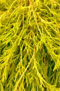 King's Gold Sawara False Cypress - 7 Gallon Pot -Plant Serie Store chamaecyparis pisifera kings gold false cypress 9