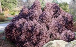 Heatherbun Atlantic White Cedar (Chamaecyparis Thyiodes) - 1 Gallon Pot -Plant Serie Store chamaecyparis thyoides heatherbun atlantic white cedar 2 1