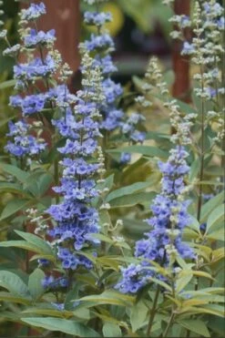 Blue Chaste Tree - Vitex Agnus-castus - 3 Gallon Pot -Plant Serie Store chaste tree blue 103