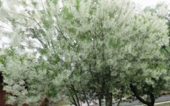 Grancy Graybeard - White Fringe Tree - 3 Gallon Pot 21 Grancy Graybeard - White Fringe Tree - 3 Gallon Pot -Plant Serie Store chionanthus virginicus grancy greybeard multi stem tree 4