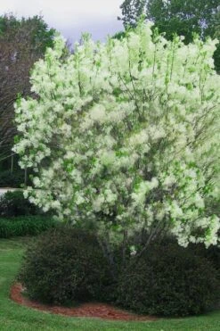 Grancy Graybeard - White Fringe Tree - 3 Gallon Pot 20 Grancy Graybeard - White Fringe Tree - 3 Gallon Pot -Plant Serie Store chionanthus virginicus grancy greybeard multi stem tree 5