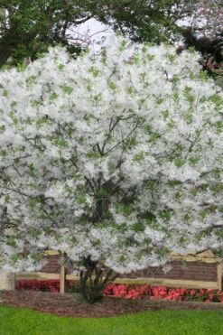 Grancy Graybeard - White Fringe Tree - 3 Gallon Pot 15 Grancy Graybeard - White Fringe Tree - 3 Gallon Pot -Plant Serie Store chionanthus virginicus grancy greybeard multi stem tree 6