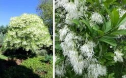 Grancy Graybeard - White Fringe Tree - 7 Gallon Pot (2-3') -Plant Serie Store chionanthus virginicus grancy greybeard single stem tree 1