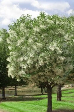 Grancy Graybeard - White Fringe Tree - 7 Gallon Pot (2-3') -Plant Serie Store chionanthus virginicus grancy greybeard single stem tree 2