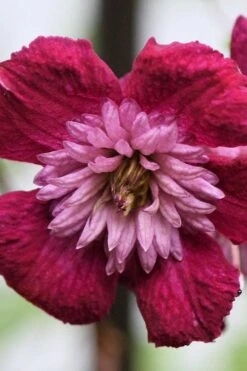 Avant-Garde Clematis - 1 Gallon Pot -Plant Serie Store clematis avant garde 4