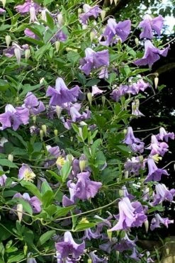 Betty Corning Clematis - 1 Gallon Pot -Plant Serie Store clematis betty corning 2
