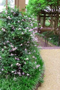 Betty Corning Clematis - 1 Gallon Pot -Plant Serie Store clematis betty corning 6