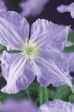 Blue Angel Clematis - 1 Gallon Pot -Plant Serie Store clematis blue angel 2