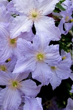 Blue Angel Clematis - 1 Gallon Pot -Plant Serie Store clematis blue angel 6