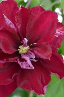 Charmaine Clematis - 1 Gallon Pot -Plant Serie Store clematis charmaine 2