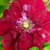 Charmaine Clematis - 1 Gallon Pot -Plant Serie Store clematis charmaine 3