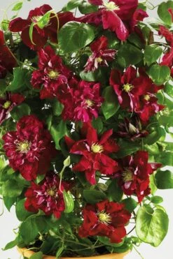 Charmaine Clematis - 1 Gallon Pot -Plant Serie Store clematis charmaine 6