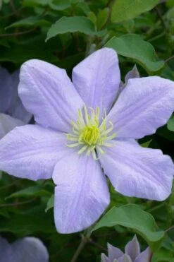 Chelsea Clematis - 1 Gallon Pot 12 Chelsea Clematis - 1 Gallon Pot -Plant Serie Store clematis chelsea 1