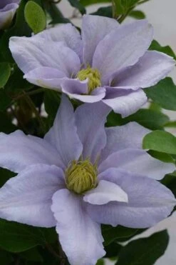 Chelsea Clematis - 1 Gallon Pot 13 Chelsea Clematis - 1 Gallon Pot -Plant Serie Store clematis chelsea 3