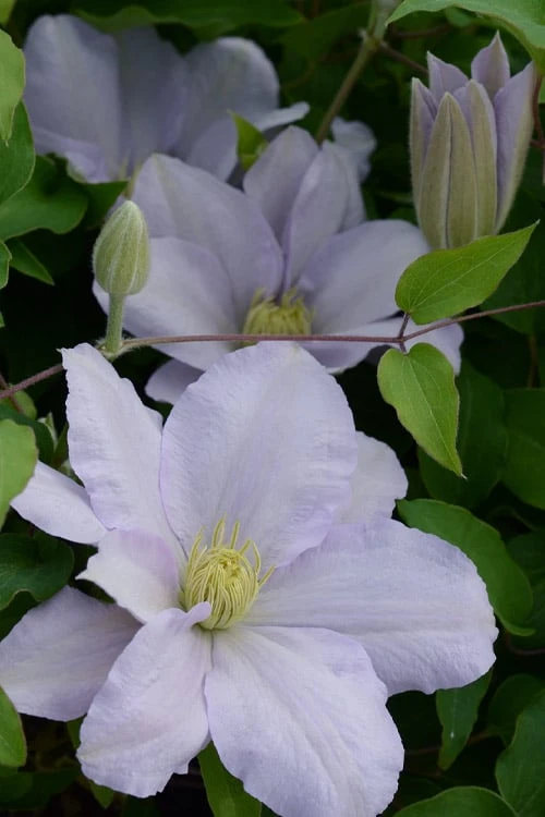 Chelsea Clematis - 1 Gallon Pot 6 Chelsea Clematis - 1 Gallon Pot - Image 4