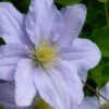 Chelsea Clematis - 1 Gallon Pot -Plant Serie Store clematis chelsea 5