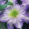 Crystal Fountain Clematis - 1 Gallon Pot -Plant Serie Store clematis crystal fountain 1