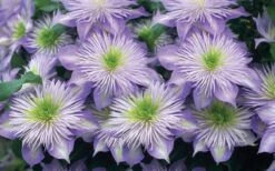 Crystal Fountain Clematis - 1 Gallon Pot -Plant Serie Store clematis crystal fountain 2