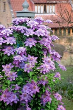 Crystal Fountain Clematis - 1 Gallon Pot -Plant Serie Store clematis crystal fountain 3