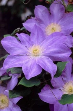 Diana's Delight Clematis - 1 Gallon Pot -Plant Serie Store clematis dianas delight 2