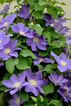Diana's Delight Clematis - 1 Gallon Pot -Plant Serie Store clematis dianas delight 3