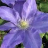 Diana's Delight Clematis - 1 Gallon Pot -Plant Serie Store clematis dianas delight 500x750 1