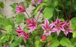 Duchess Of Albany Clematis - 1 Gallon Pot -Plant Serie Store clematis duchess of albany 6