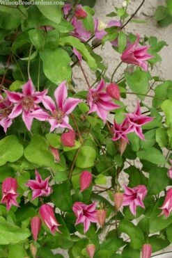Duchess Of Albany Clematis - 1 Gallon Pot -Plant Serie Store clematis duchess of albany 7