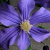 Durandii Clematis - 1 Gallon Pot -Plant Serie Store clematis durandii 10